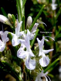 Plantas utilizadas en el tratamiento de infecciones respiratorias en los Pirineos catalanes