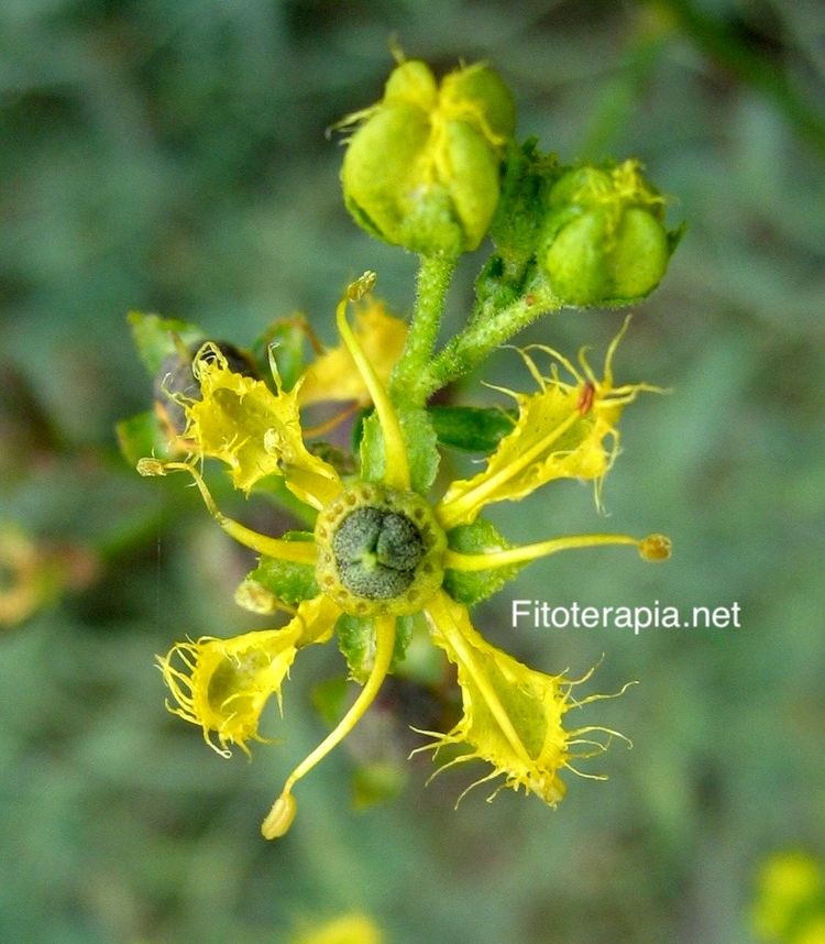 <i>Ruta angustifolia</i>