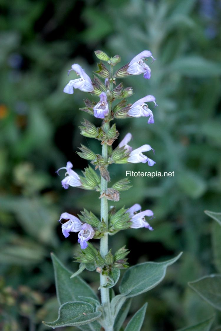 Salvia