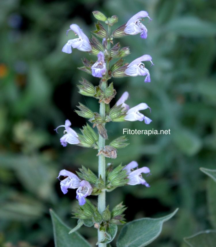 Salvia