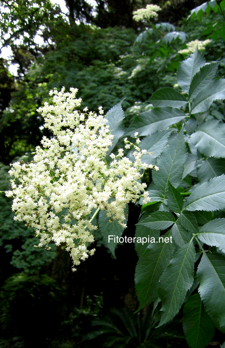 Saúco, flor