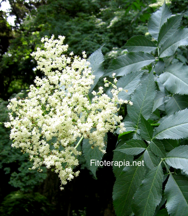 Saúco, flor