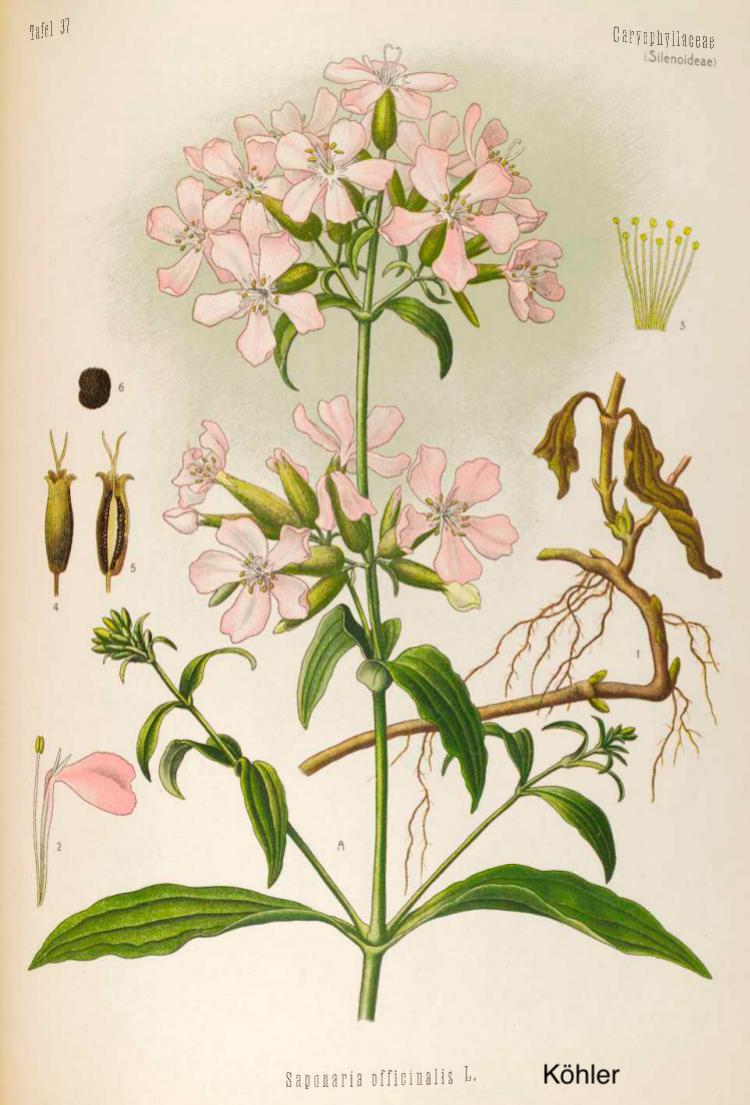 Saponaria