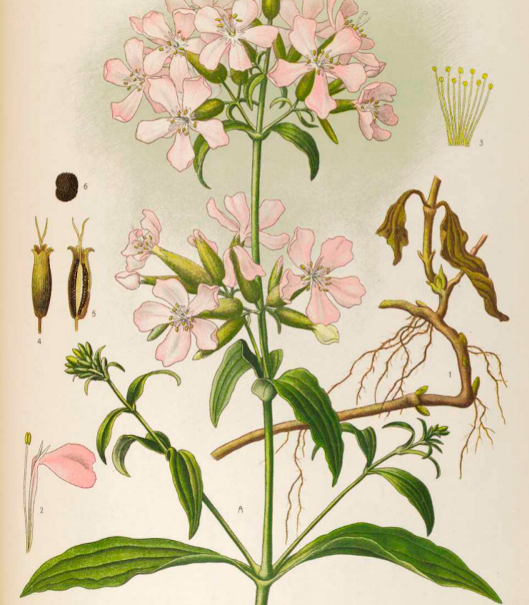 Saponaria