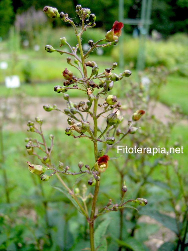 Escrofularia