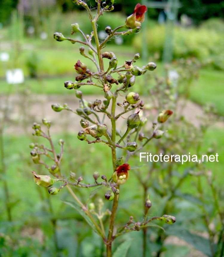 Escrofularia