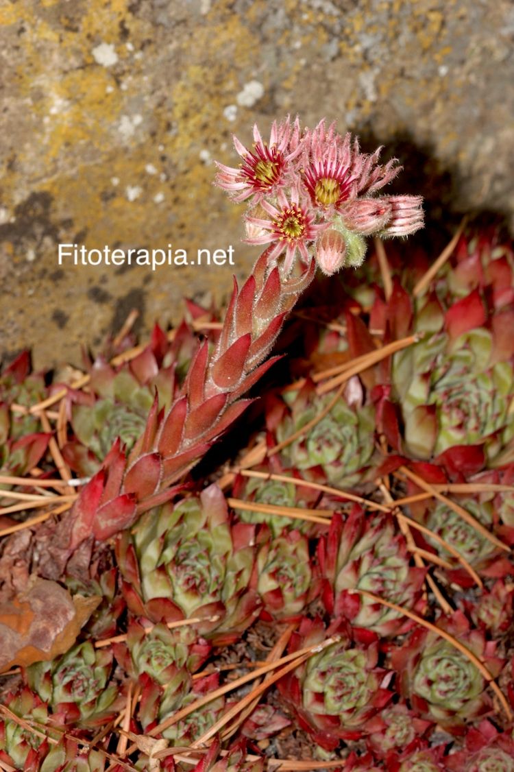 <i>Sempervivum tectorum</i>