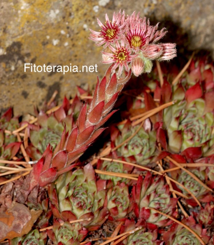 <i>Sempervivum tectorum</i>