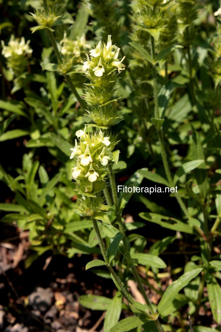 <i>Sideritis hyssopifolia</i>