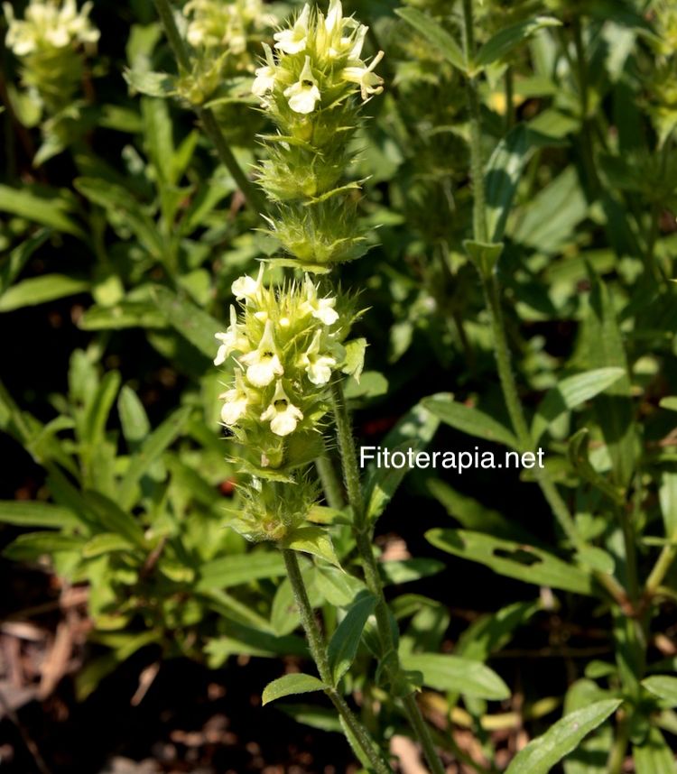 <i>Sideritis hyssopifolia</i>