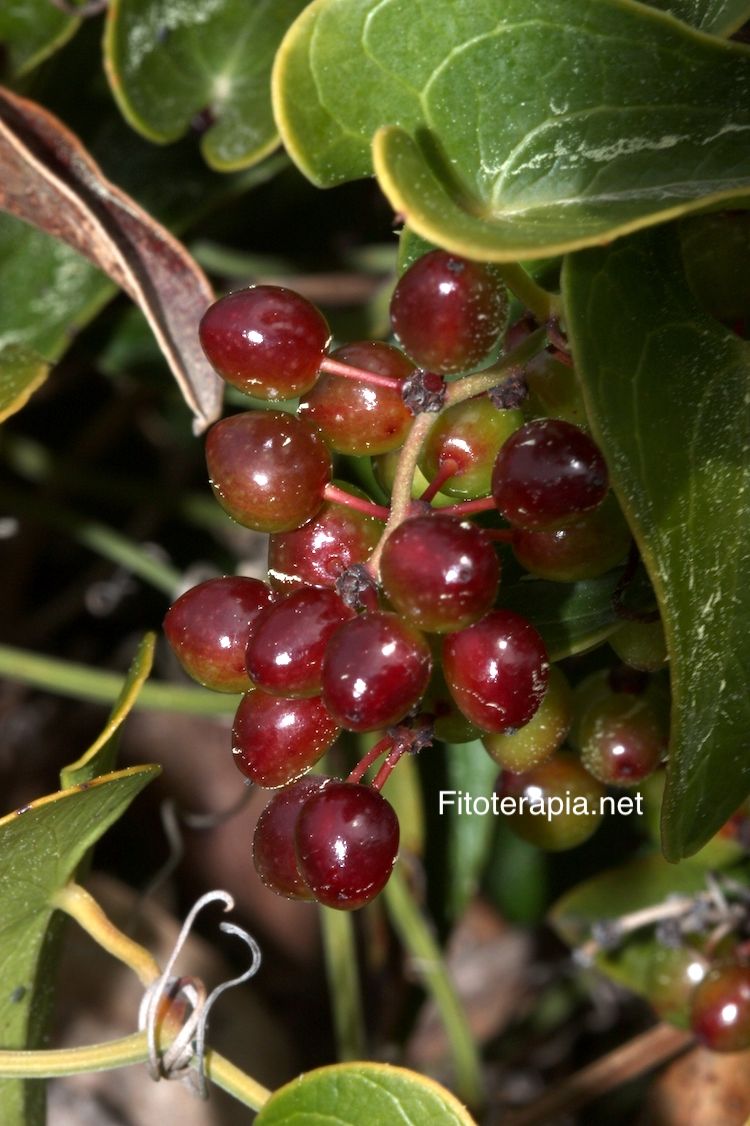 <i>Smilax aspera</i>