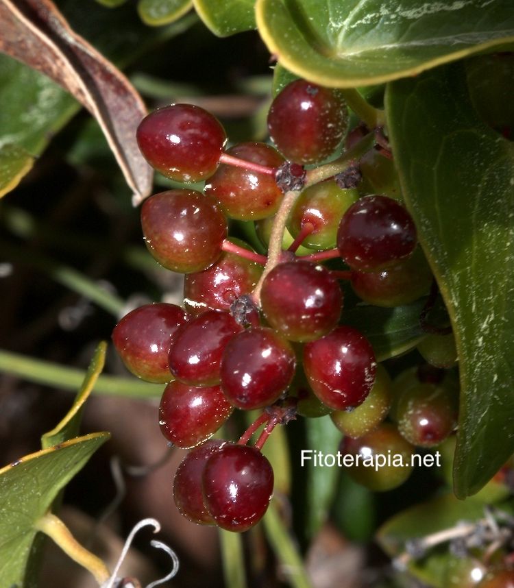 <i>Smilax aspera</i>