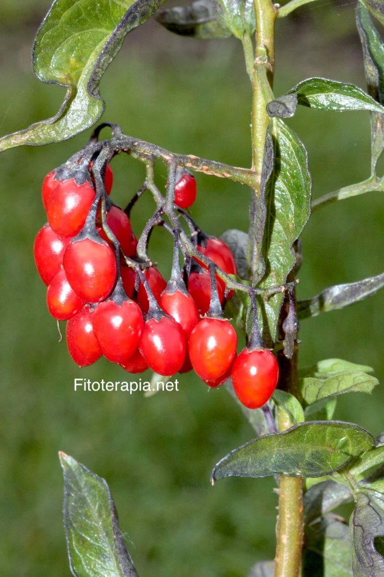 Dulcamara, fruto