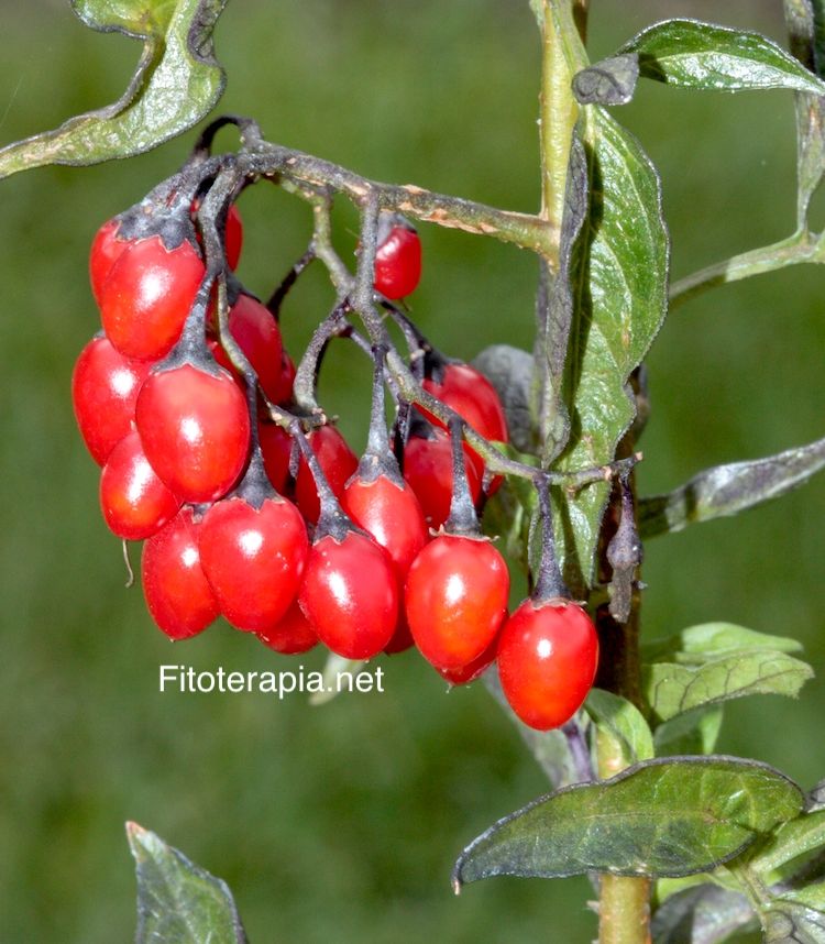 Dulcamara, fruto