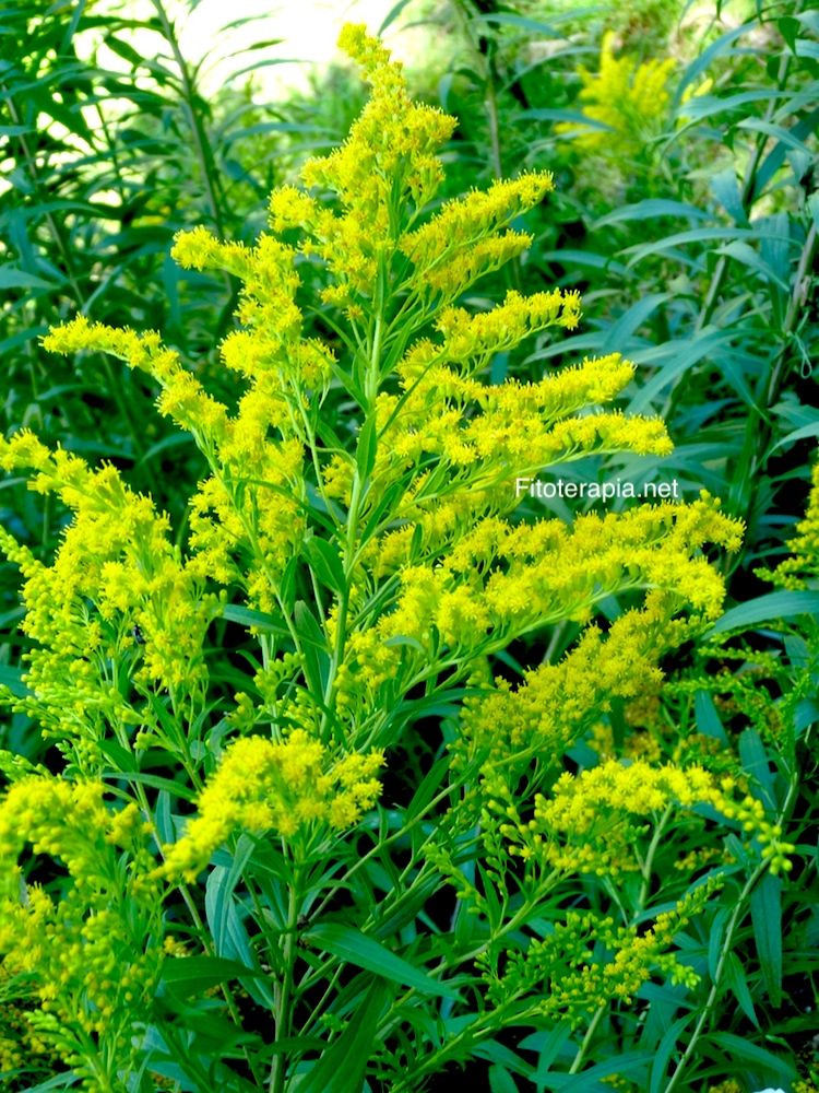 <i>Solidago canadensis</i>