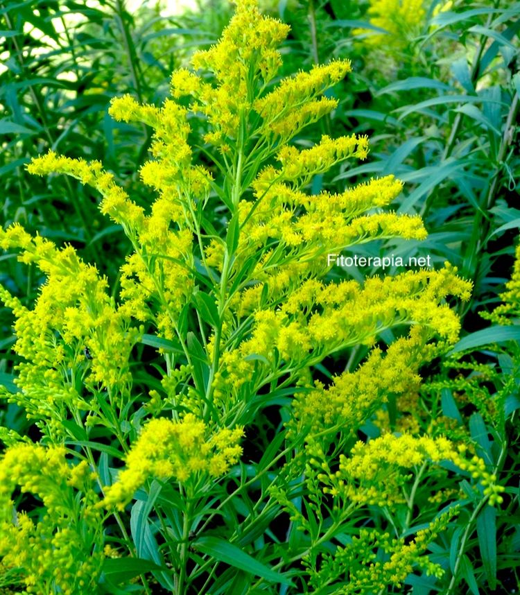 <i>Solidago canadensis</i>