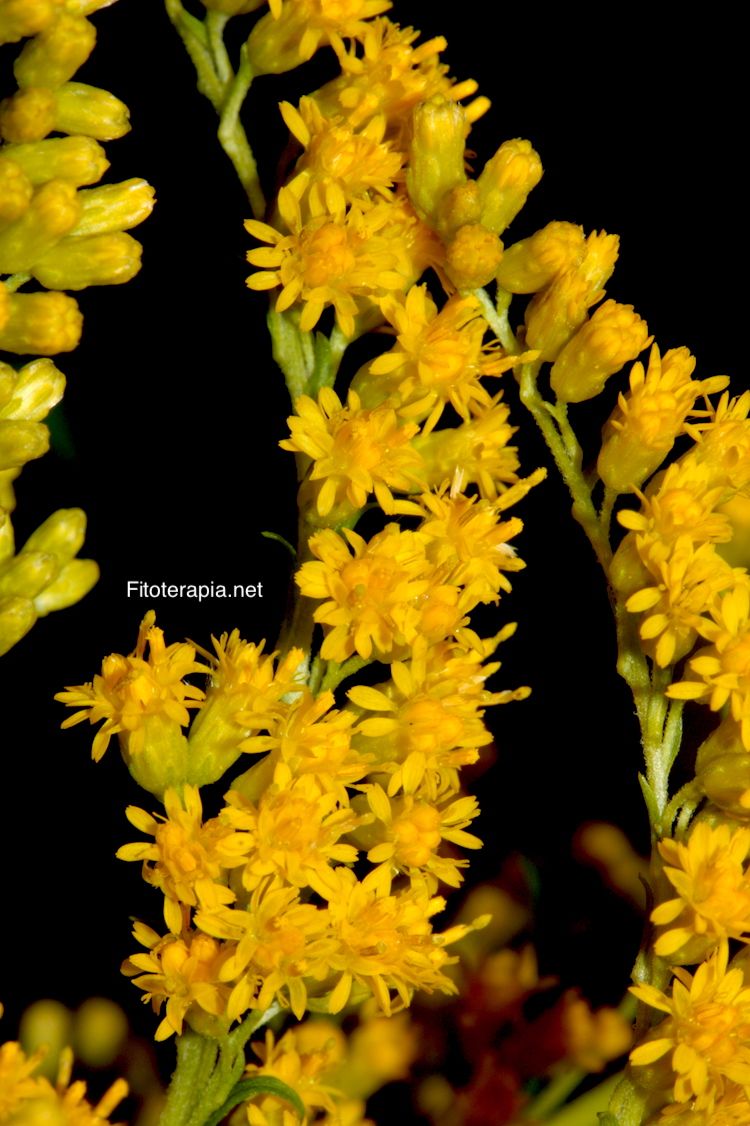 <i>Solidago canadensis</i>