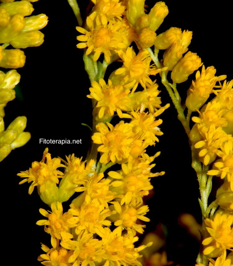 <i>Solidago canadensis</i>