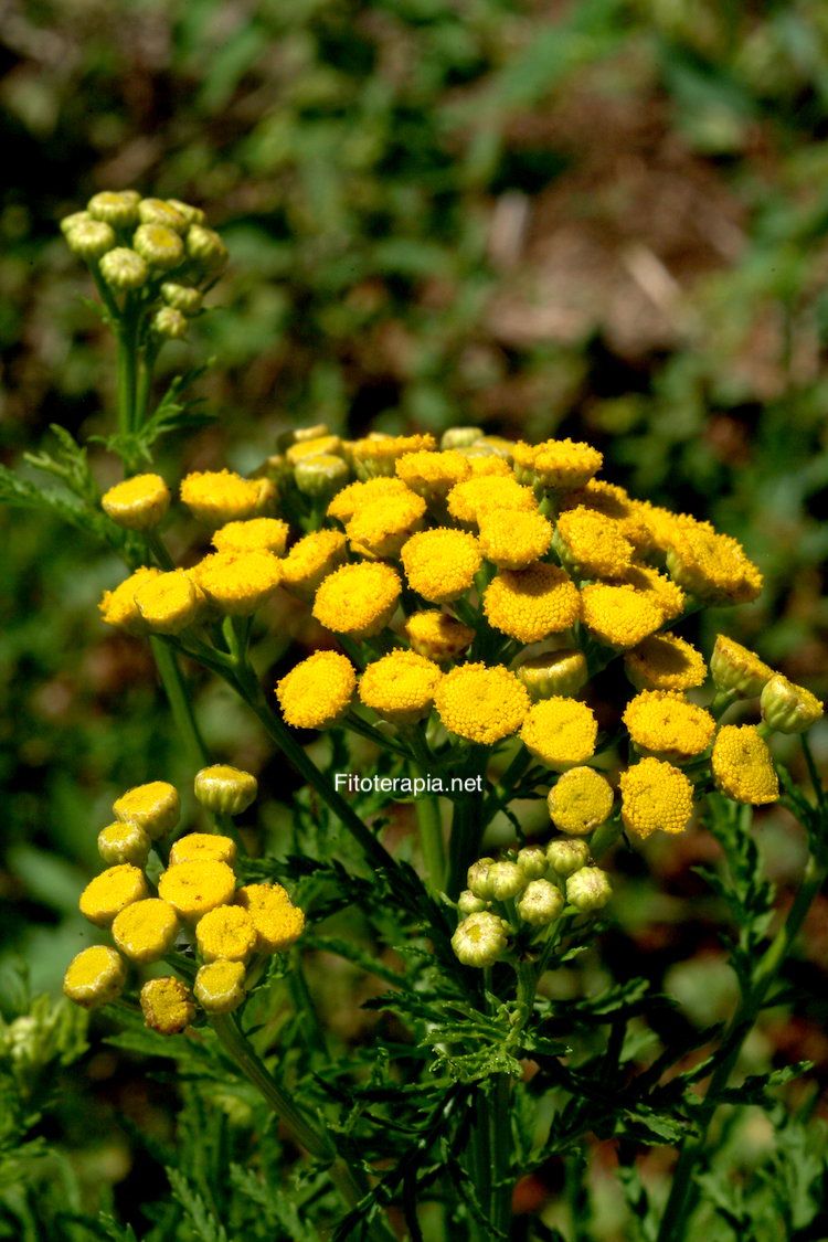 Tanaceto