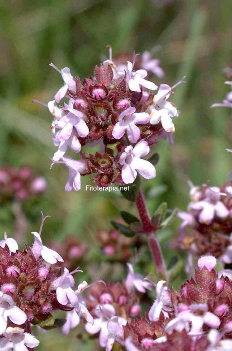 <i>Thymus vulgaris</i>