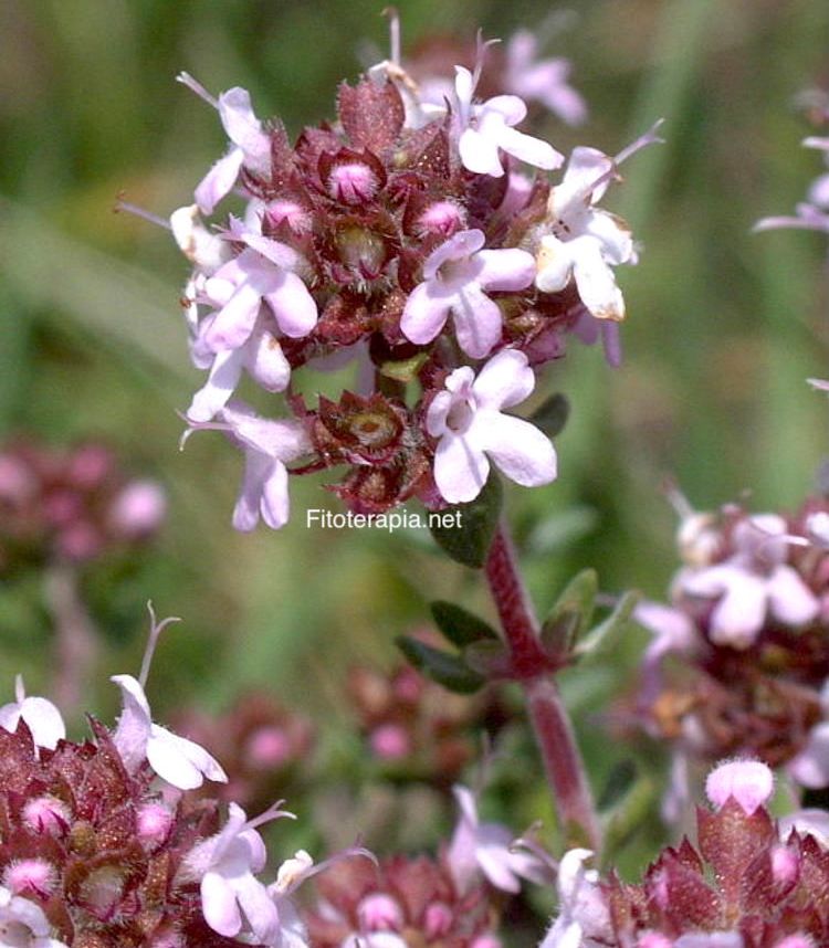 <i>Thymus vulgaris</i>