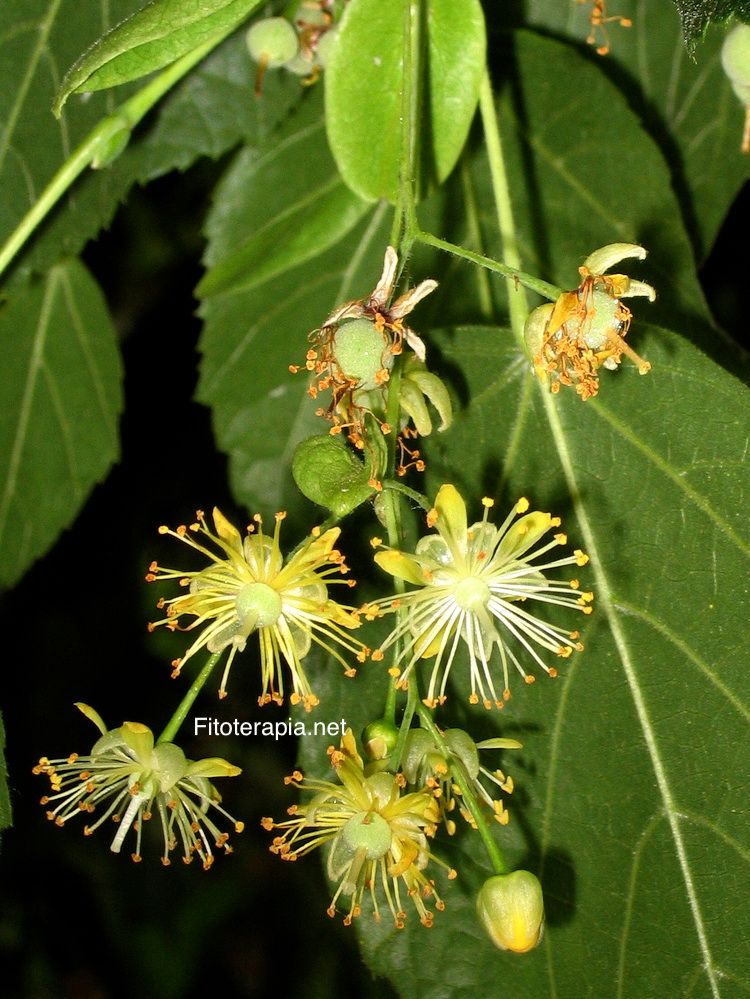 <i>Tilia platyphyllos</i>