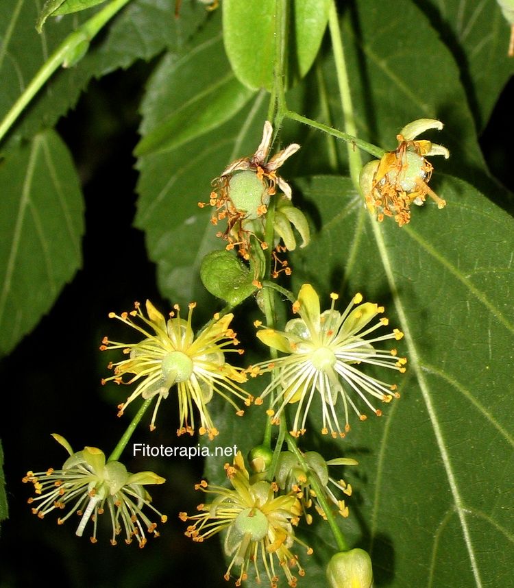 <i>Tilia platyphyllos</i>