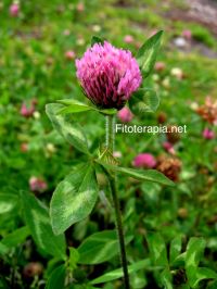 Efecto de especies de <i>Trifolium</i> en la curación de heridas 
