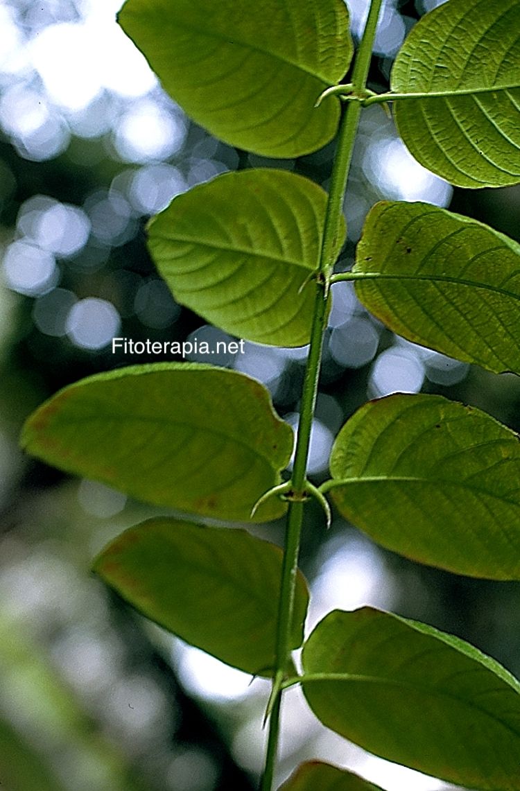 <i>Uncaria tomentosa</i>