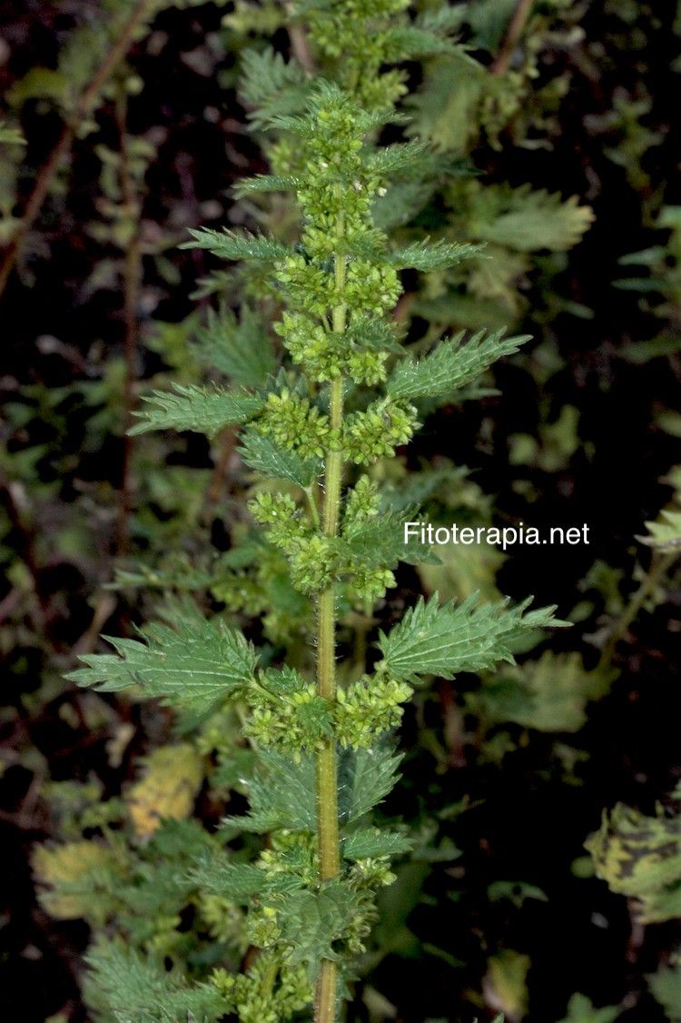 <i>Urtica urens</i>