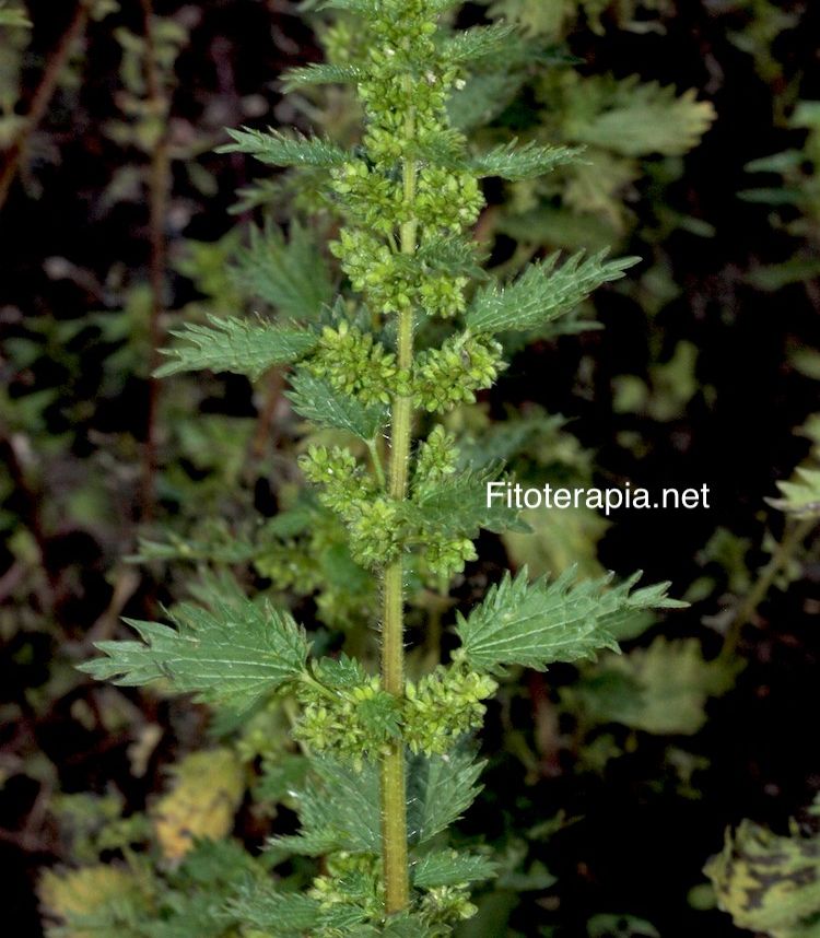 <i>Urtica urens</i>