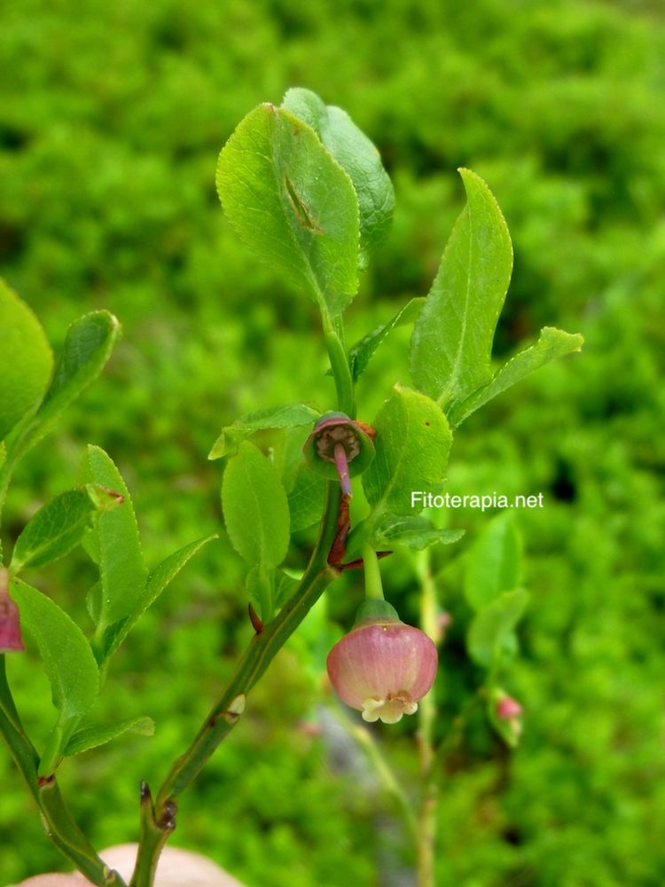 Mirtilo, flor