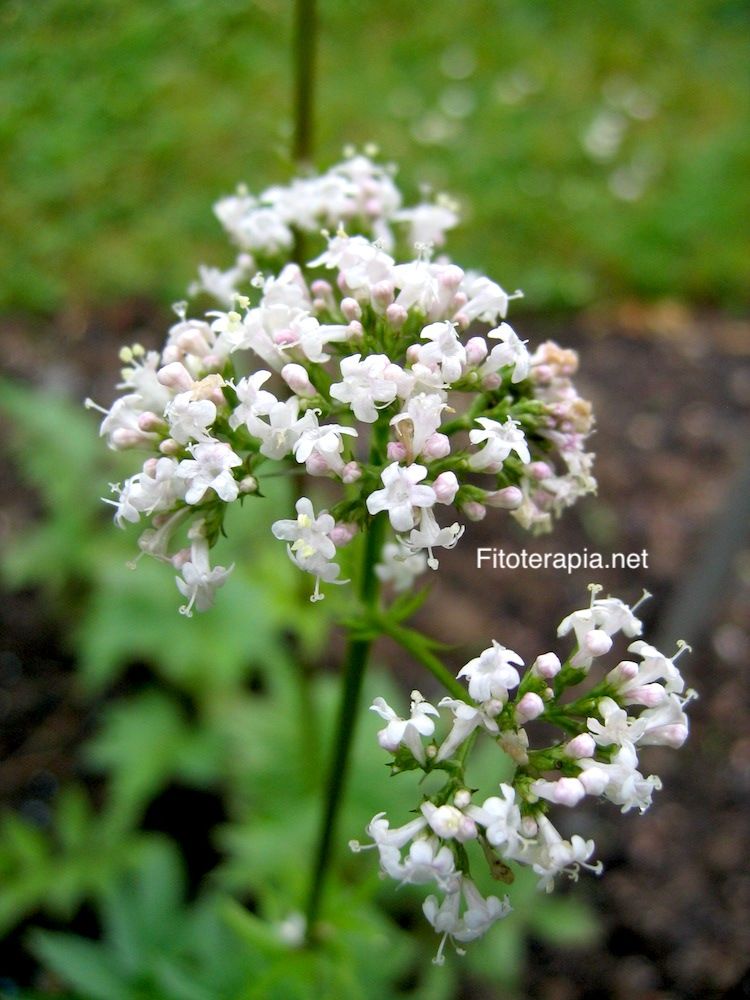 Valeriana