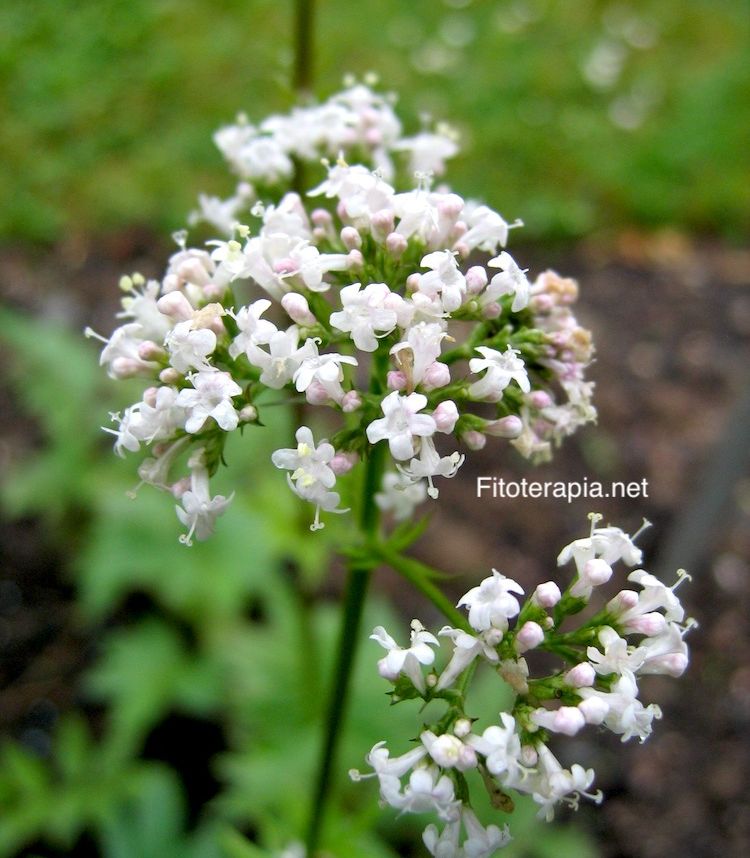 Valeriana