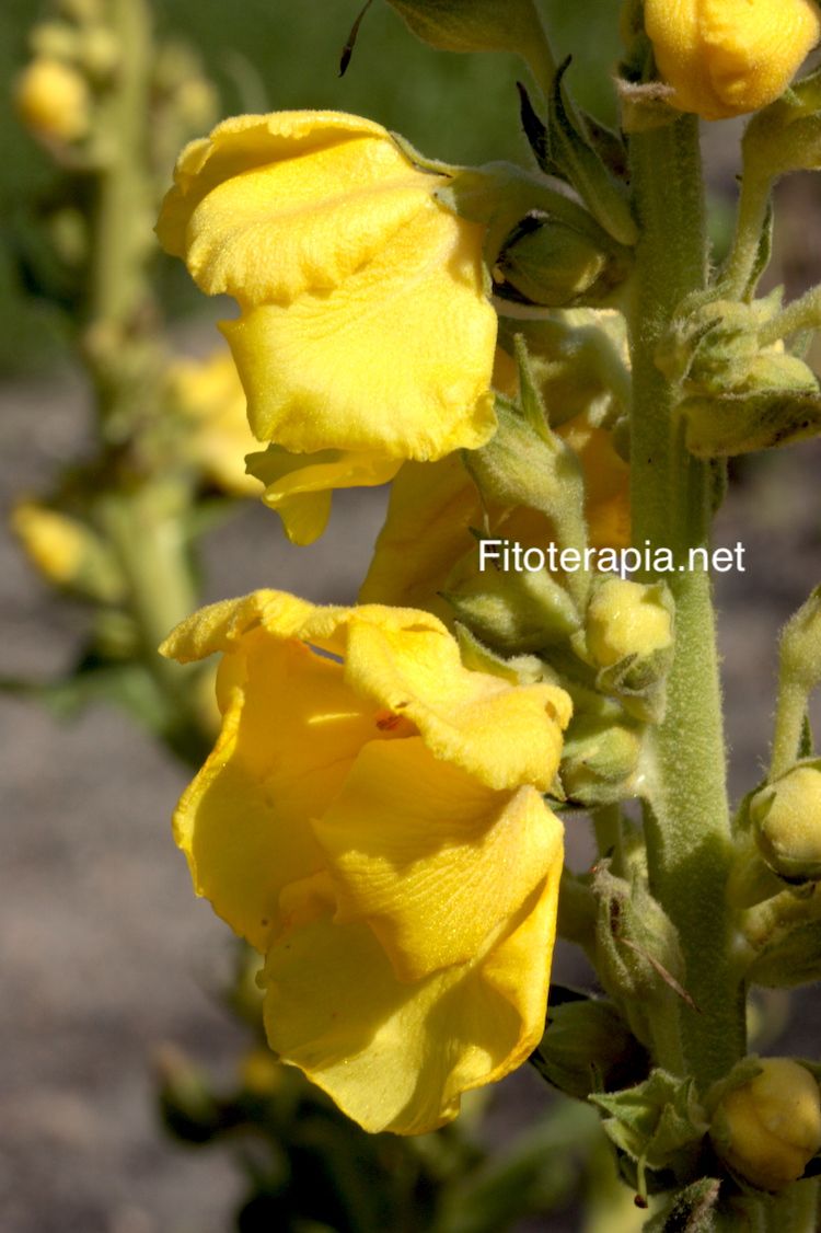 <i>Verbascum densiflorum</i>