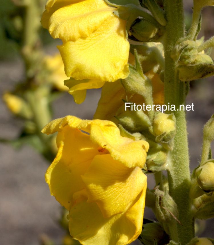 <i>Verbascum densiflorum</i>