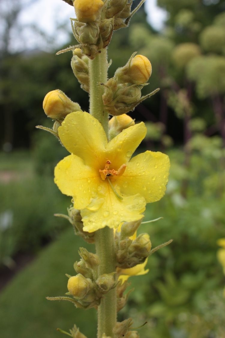 <i>Verbascum phlomoides</i>