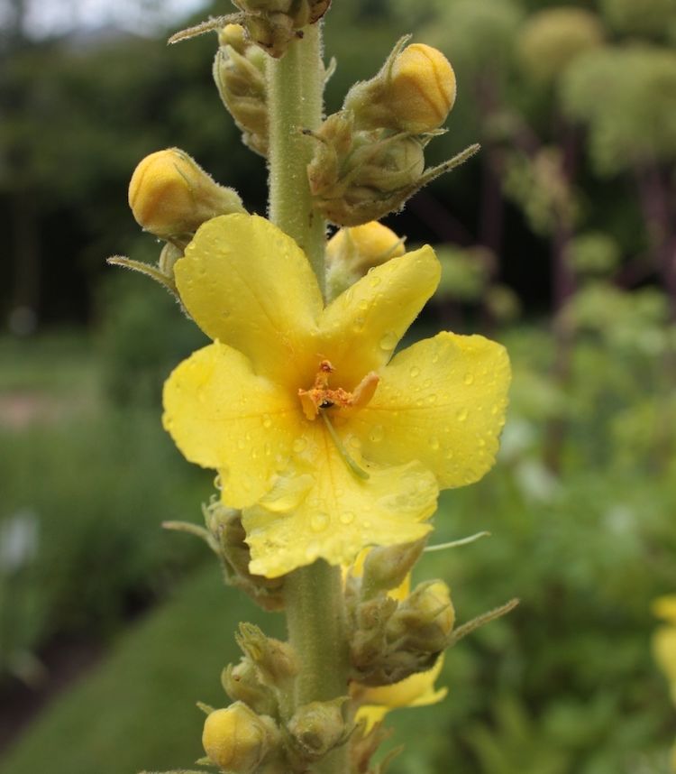 <i>Verbascum phlomoides</i>