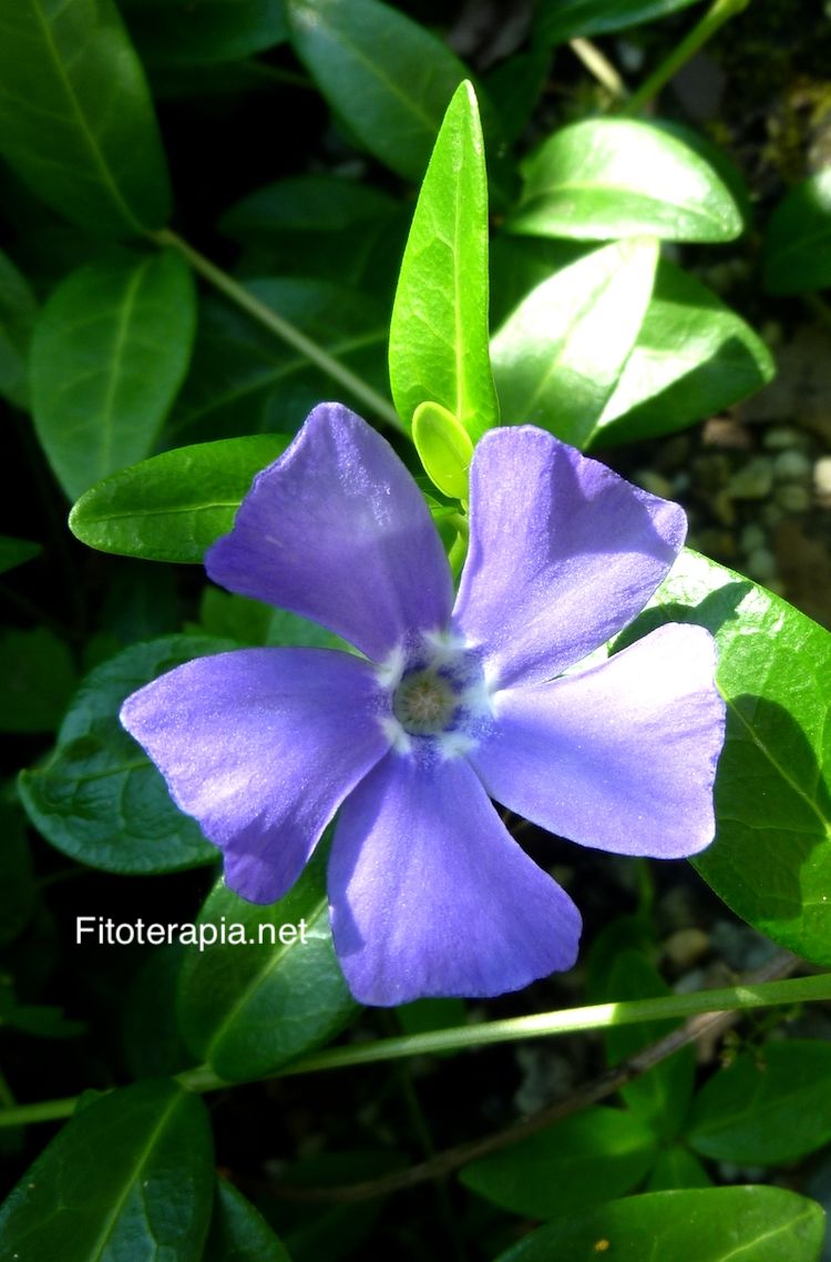 Vincapervinca