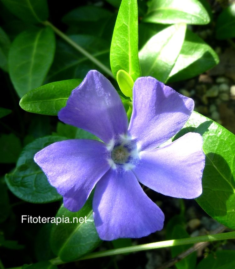 Vincapervinca