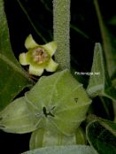 Ashwagandha (<i>Withania somnifera</i>) y su impacto en cognición, energía y estado de ánimo