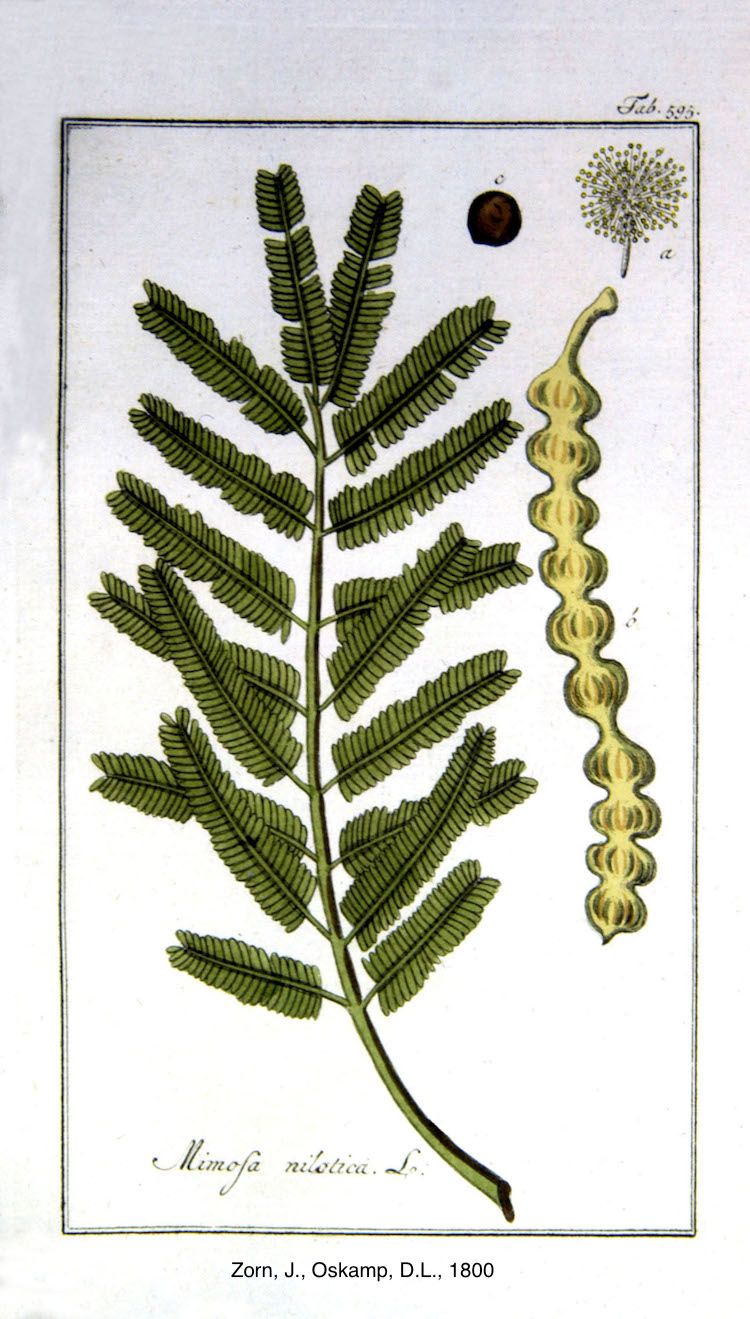 <i>Acacia nilotica</i>