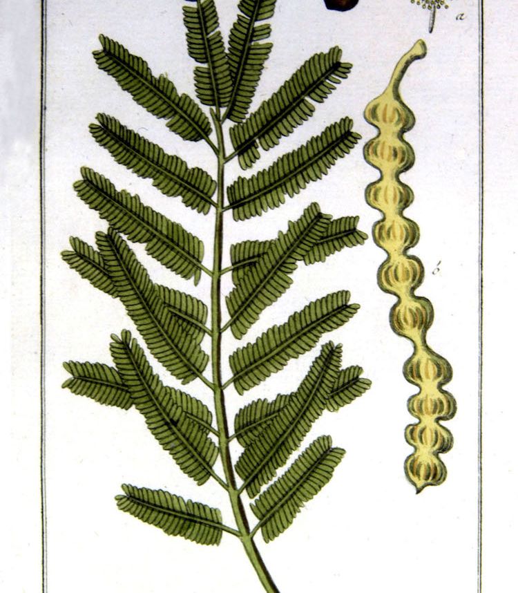 <i>Acacia nilotica</i>