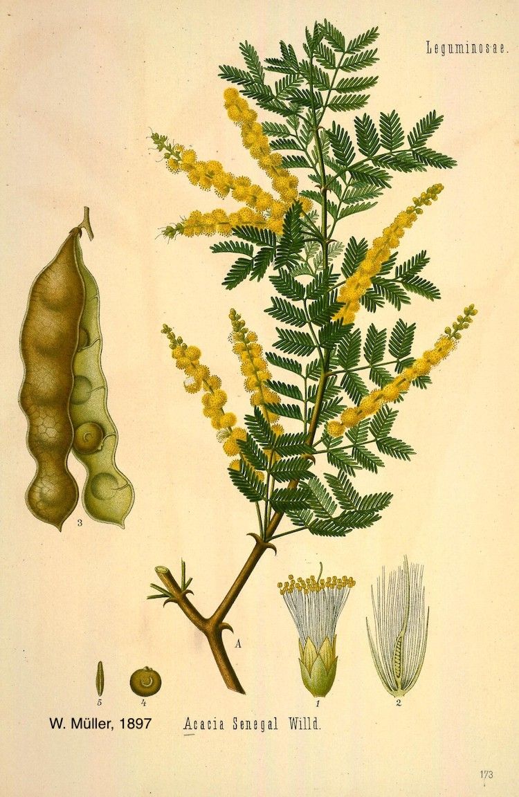 <i>Acacia senegal</i>