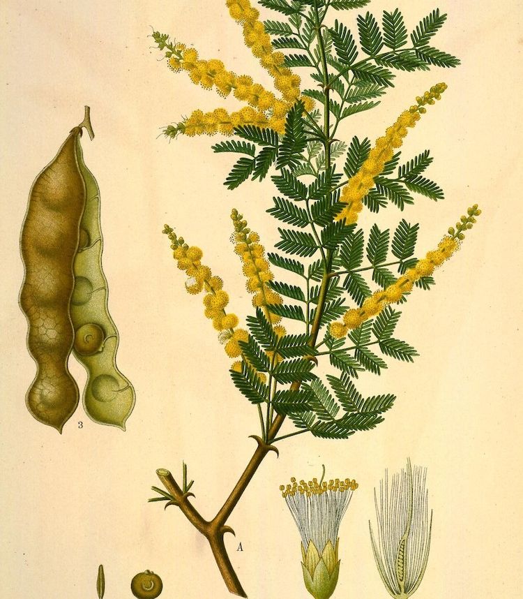 <i>Acacia senegal</i>