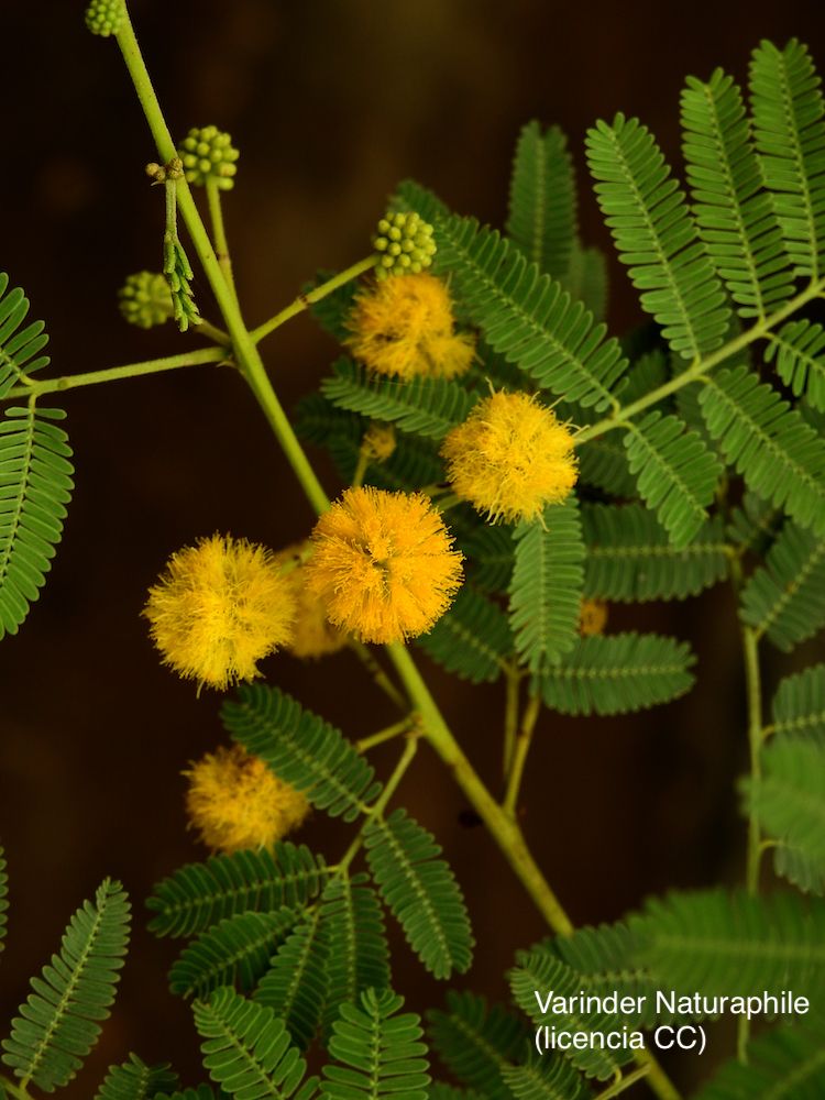 <i>Acacia nilotica</i>