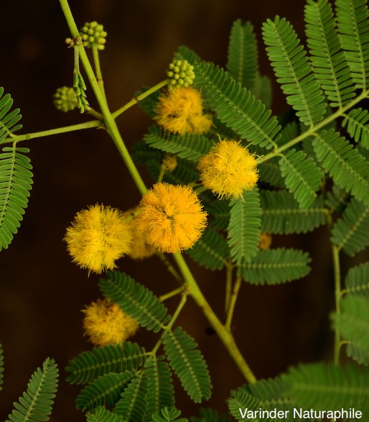 <i>Acacia nilotica</i>