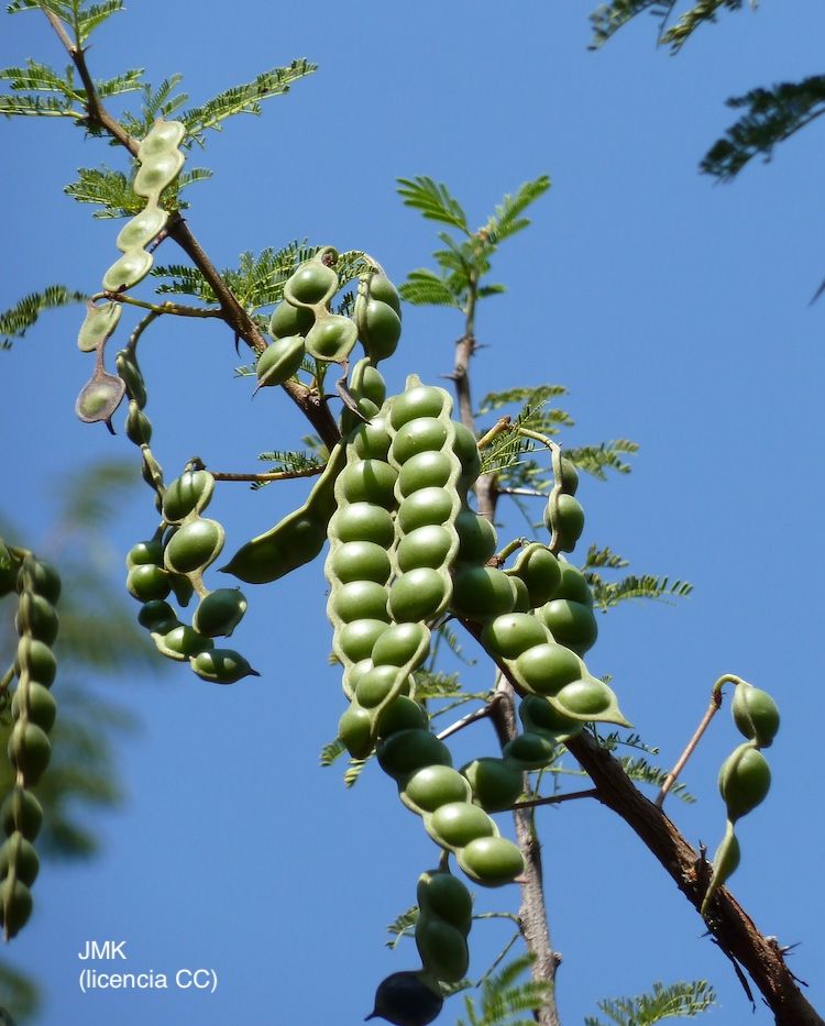 <i>Acacia nilotica</i>