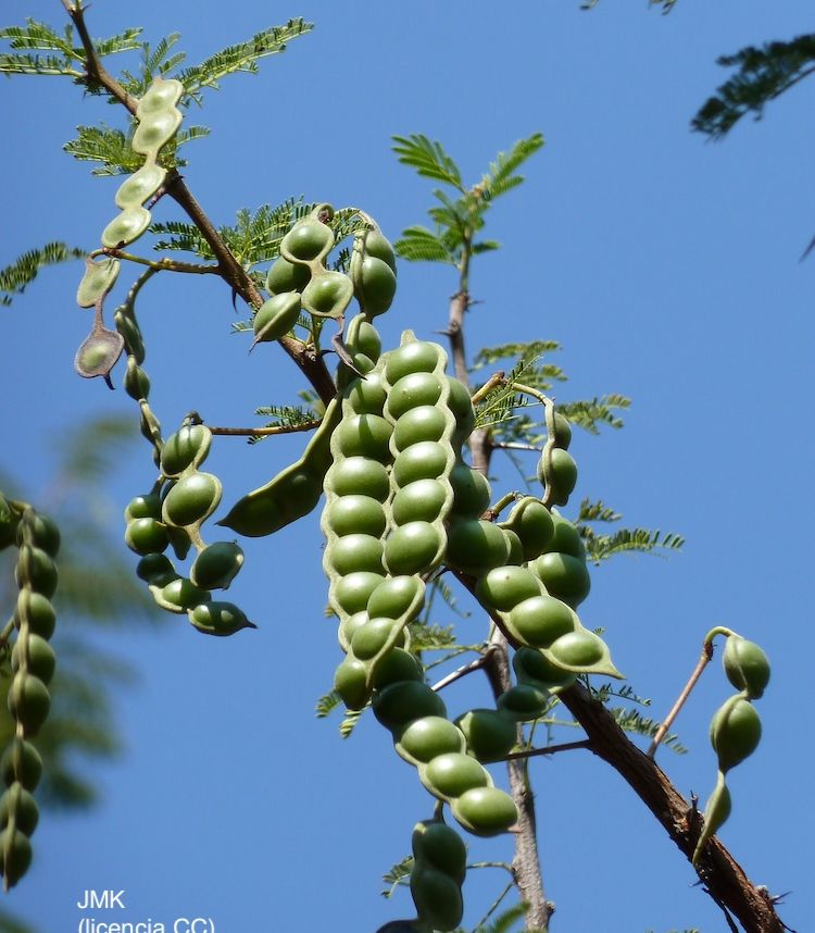 <i>Acacia nilotica</i>