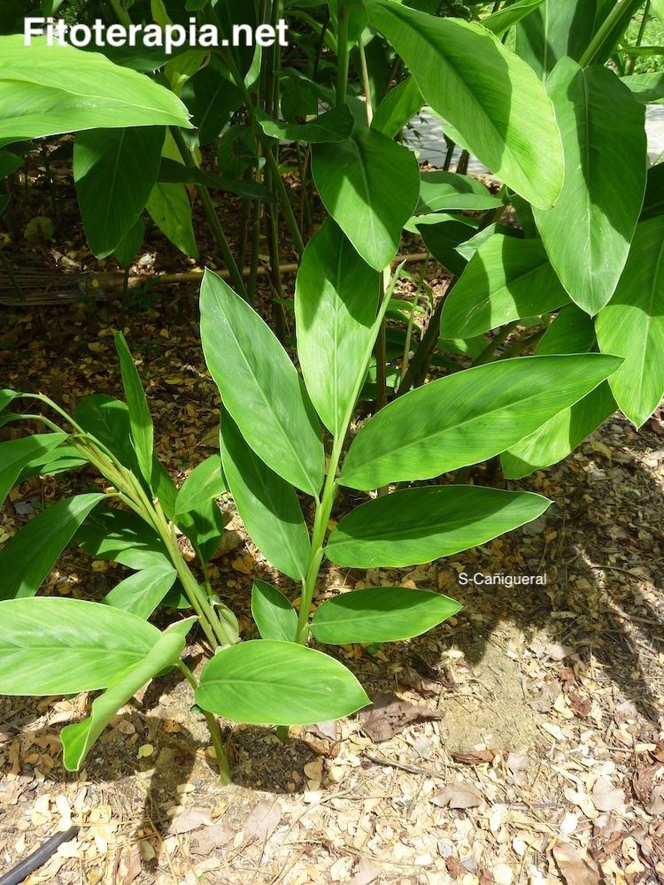 <i>Alpinia galanga</i>